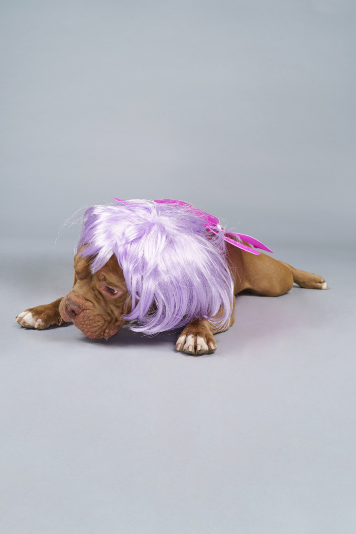 Front view of a tired dog fairy in purple wig lying and looking down