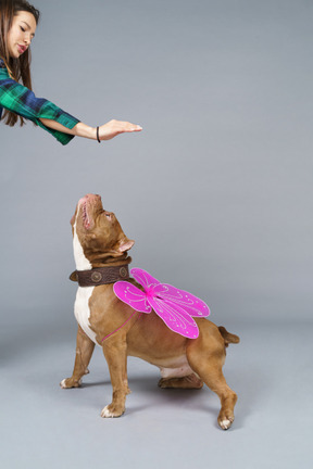Side view of a fairy dog with pink wings looking up