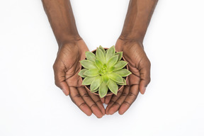 Black male hands holding pot with succulent