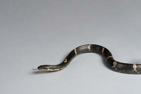 Serpiente negra rayada con su lengua afuera