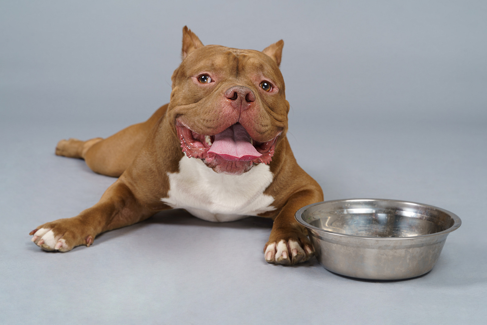 Front view of a brown bulldog lying near steel bowl and looking aside