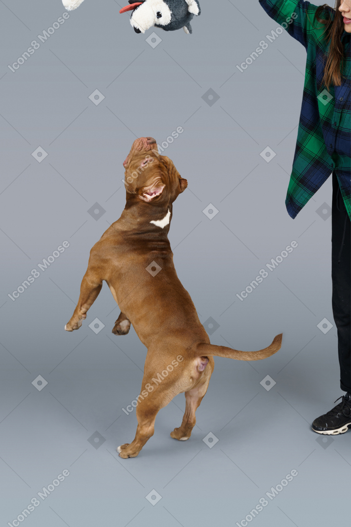 Vista posterior de tres cuartos de un bulldog marrón saltando y atrapando un perro de juguete