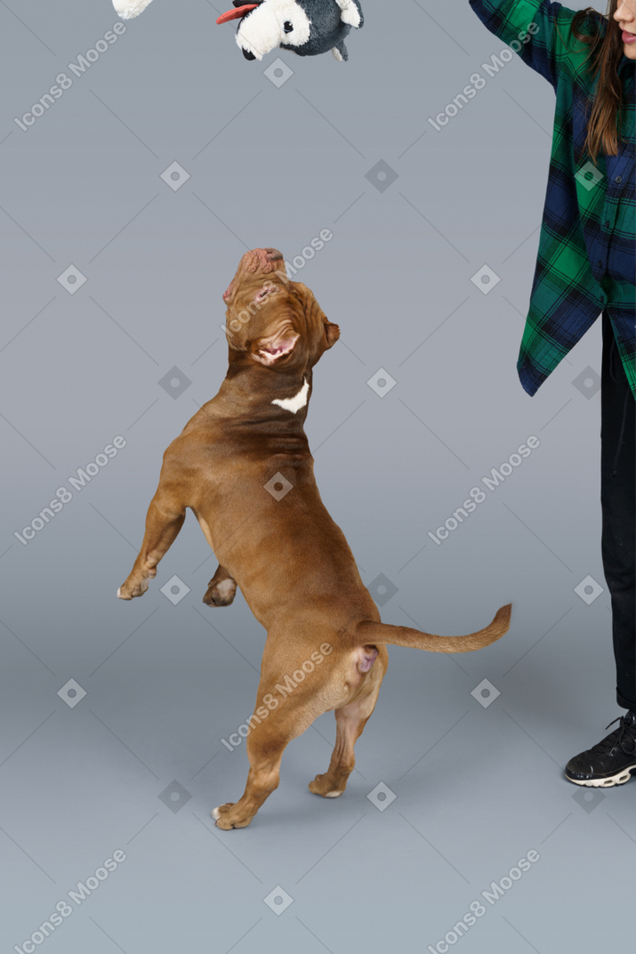 Back three-quarter view of a brown bulldog jumping and catching a toy dog