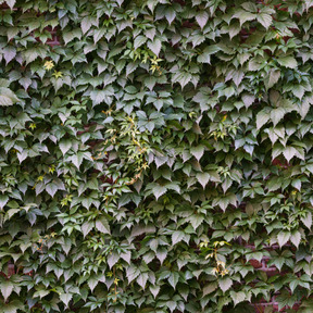 Vine texture