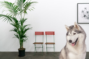 A dog sitting in front of a chair next to a potted plant