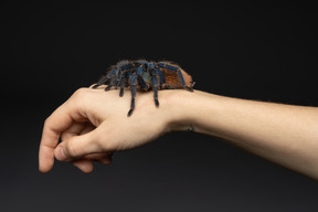 Araña en una mano humana