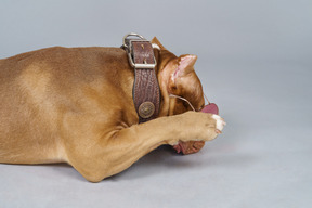 Side view of a brown bulldog wearing dog collar and hiding snout