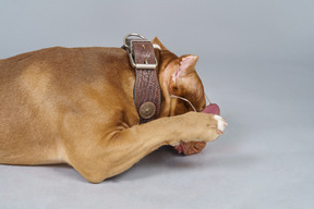 Vue latérale d'un bulldog brun portant un collier de chien et se cachant le museau