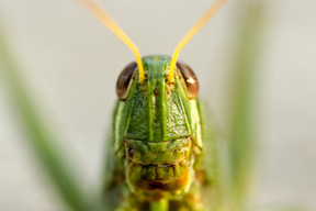 Insect