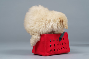 Full-length of a tiny white poodle getting into toy red cart