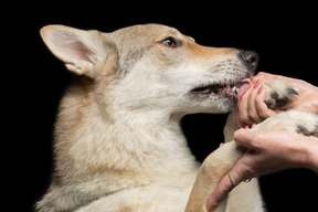 素敵なしっかりした握手を与える美しい犬