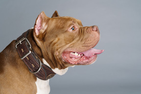 Seitenansicht einer braunen bulldogge, die ein hundehalsband trägt