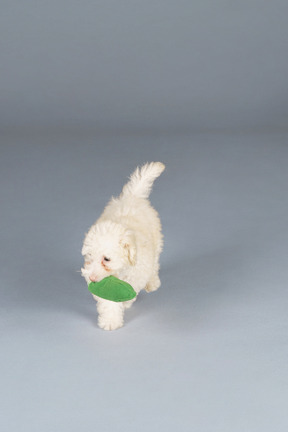 Comprimento total de um pequeno poodle brincando com pepino de brinquedo
