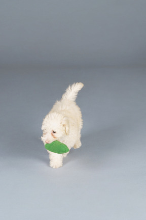 De cuerpo entero de un pequeño caniche jugando con pepino de juguete