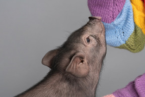 A human playing with a tiny pet pig