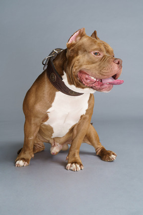 Vue de face d'un bulldog assis isolé sur fond gris