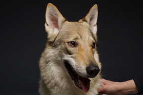 Close-up de um cachorro parecido com um lobo olhando para o lado