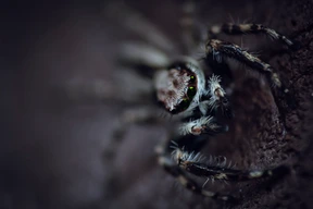 Insect