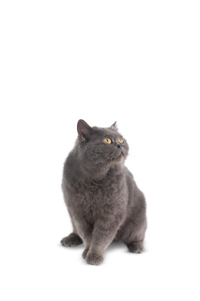 Grey cat