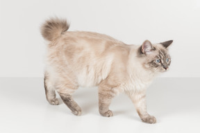White-brownish ragdoll cat against a white background