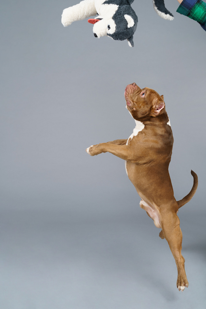 Seitenansicht einer braunen bulldogge, die springt und einen spielzeughund fängt