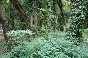 Bela vista da floresta é ótima para um plano de fundo