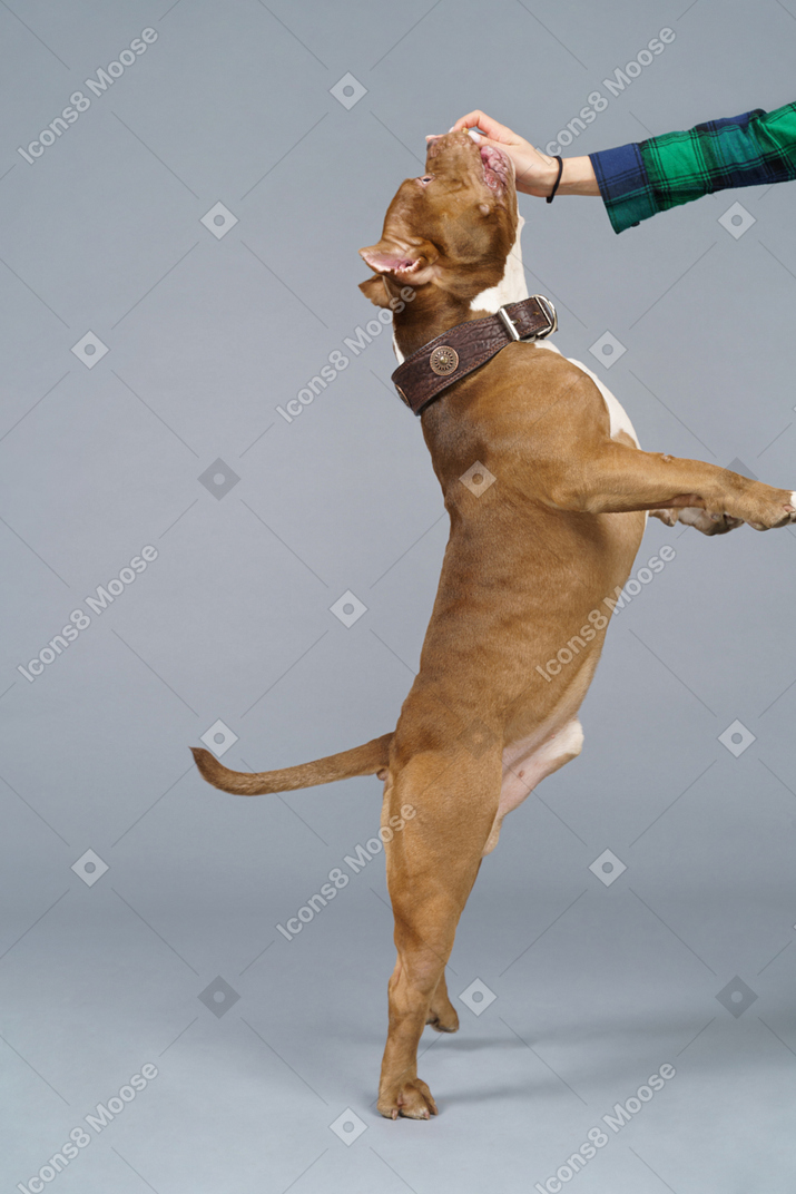 Vista lateral de un perro marrón saltando y tocando la mano femenina