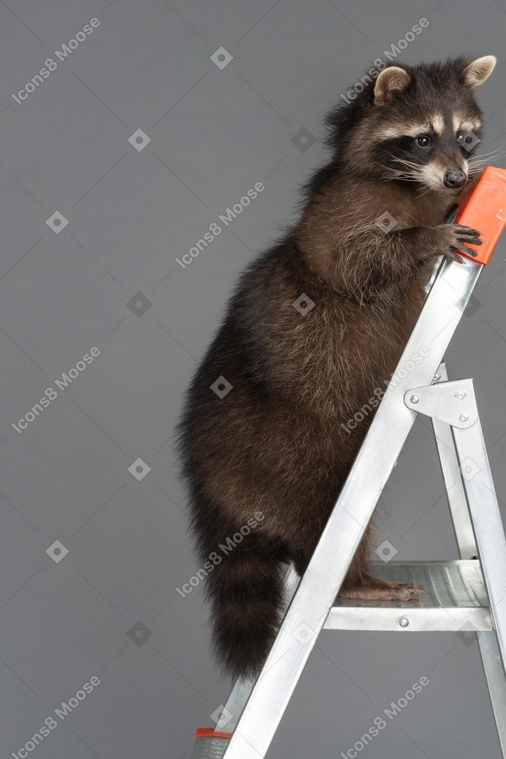 Un mapache interesado en la escalera de tijera