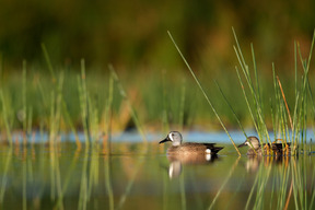 Naturaleza