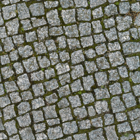 Green moss growing through pavement