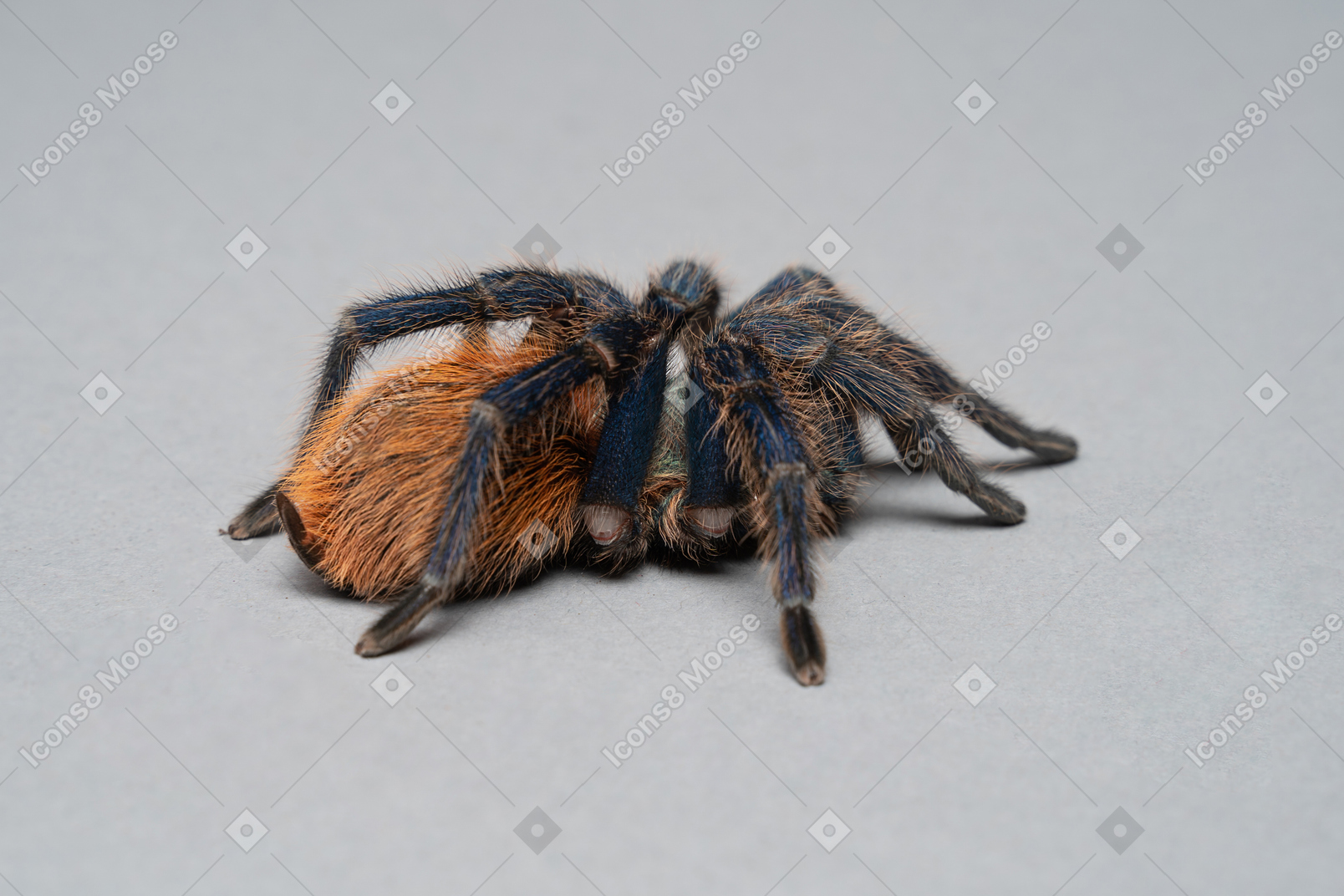 A hairy tarantula
