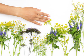 Bellissimi fiori di campo che abbiamo qui