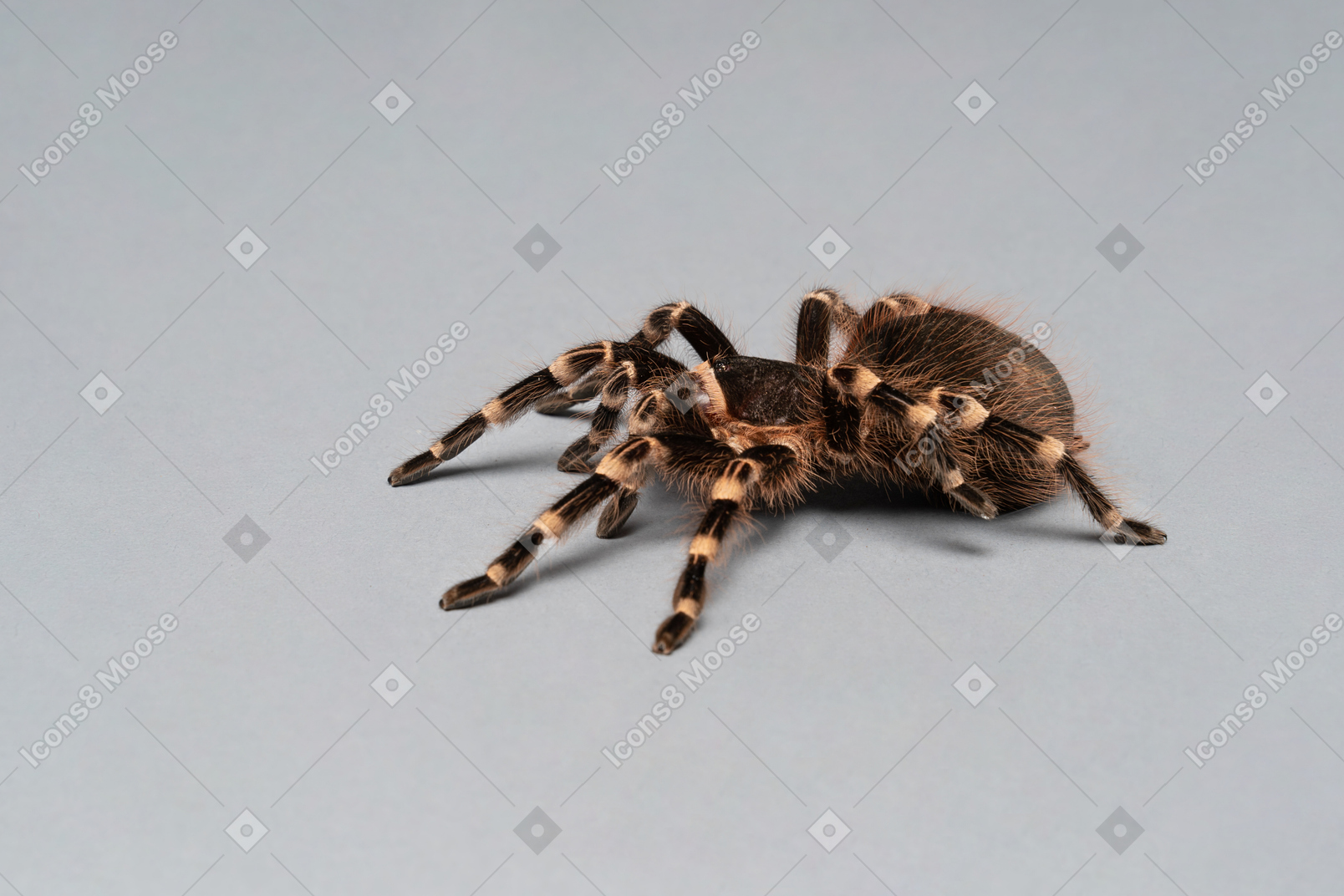A black and yellow tarantula