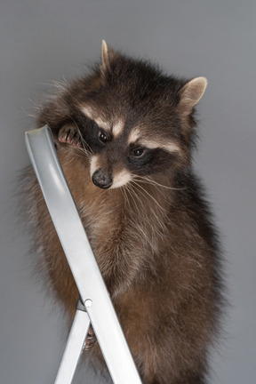 A focused raccoon on the top of stepladder