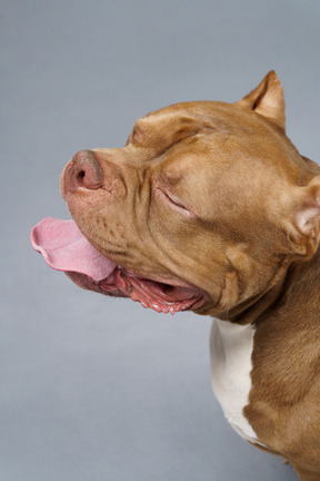 Primo piano un bulldog marrone chiudendo gli occhi e mostrando la lingua