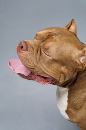 Gros plan un bouledogue brun fermant les yeux et montrant la langue