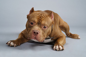 Vista frontal de un bulldog marrón acostado y mirando hacia abajo con tristeza