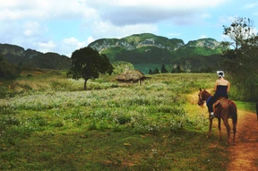 Animales