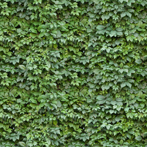 Vine texture