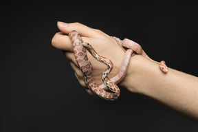 Two little corn snakes on human's hand