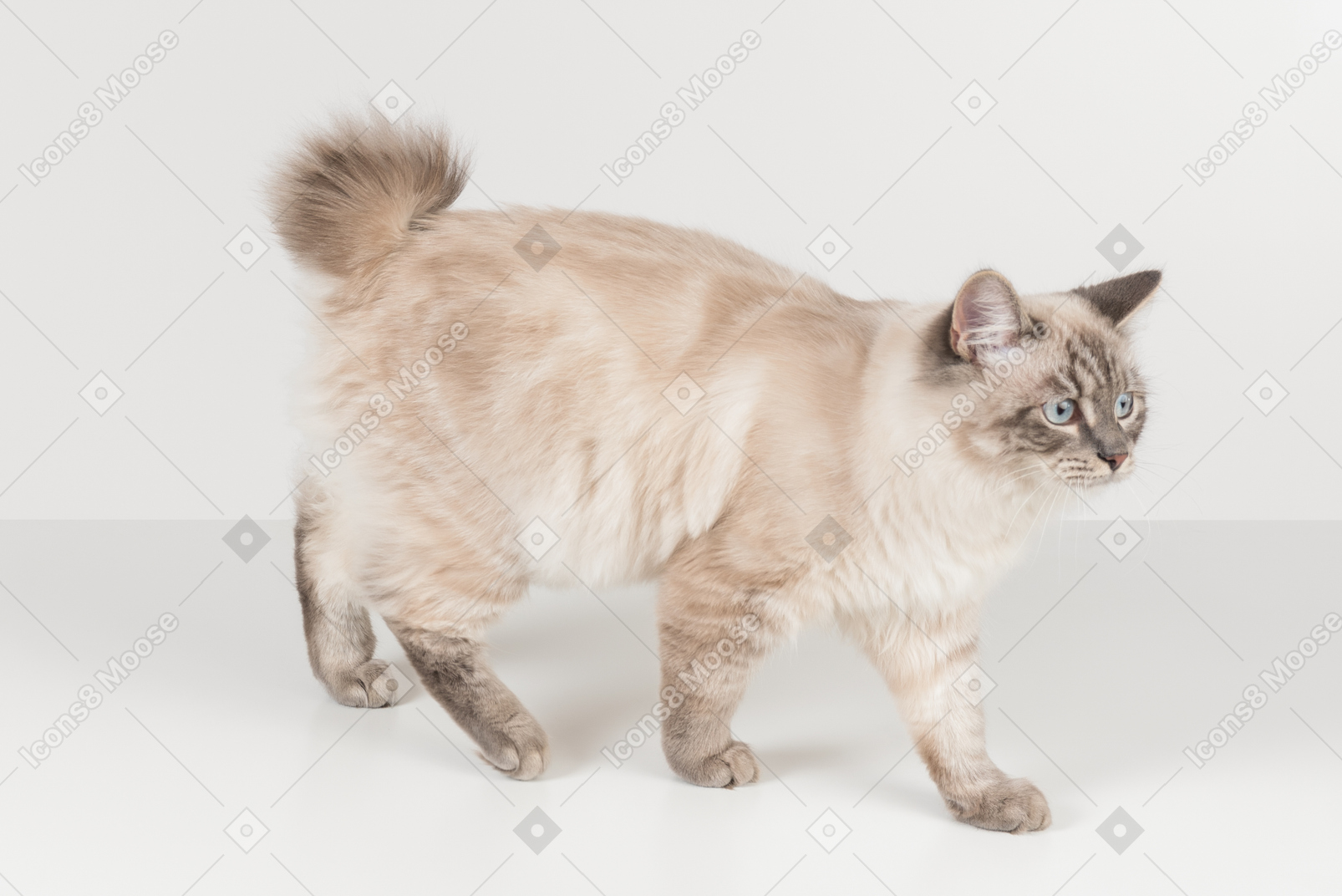Gato ragdoll blanco-marrón sobre un fondo blanco.
