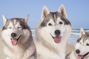 A group of three husky dogs sitting on the beach