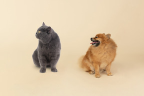 British shorthair and red spitz looking in the same direction