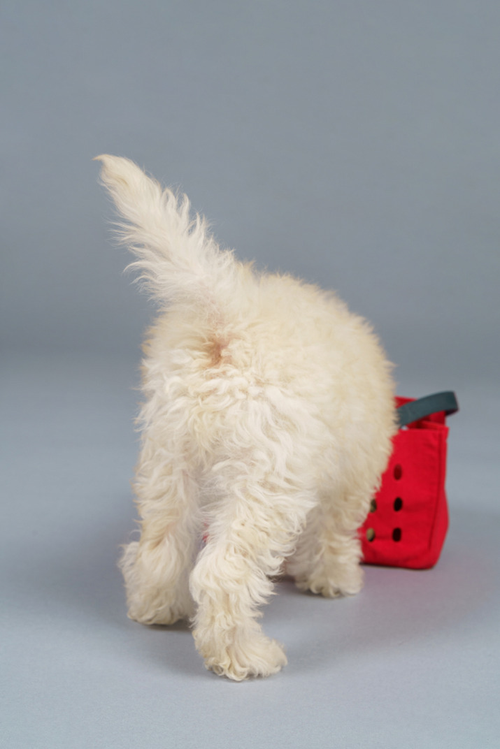 Back view of a tiny poodle and a red shopping cart