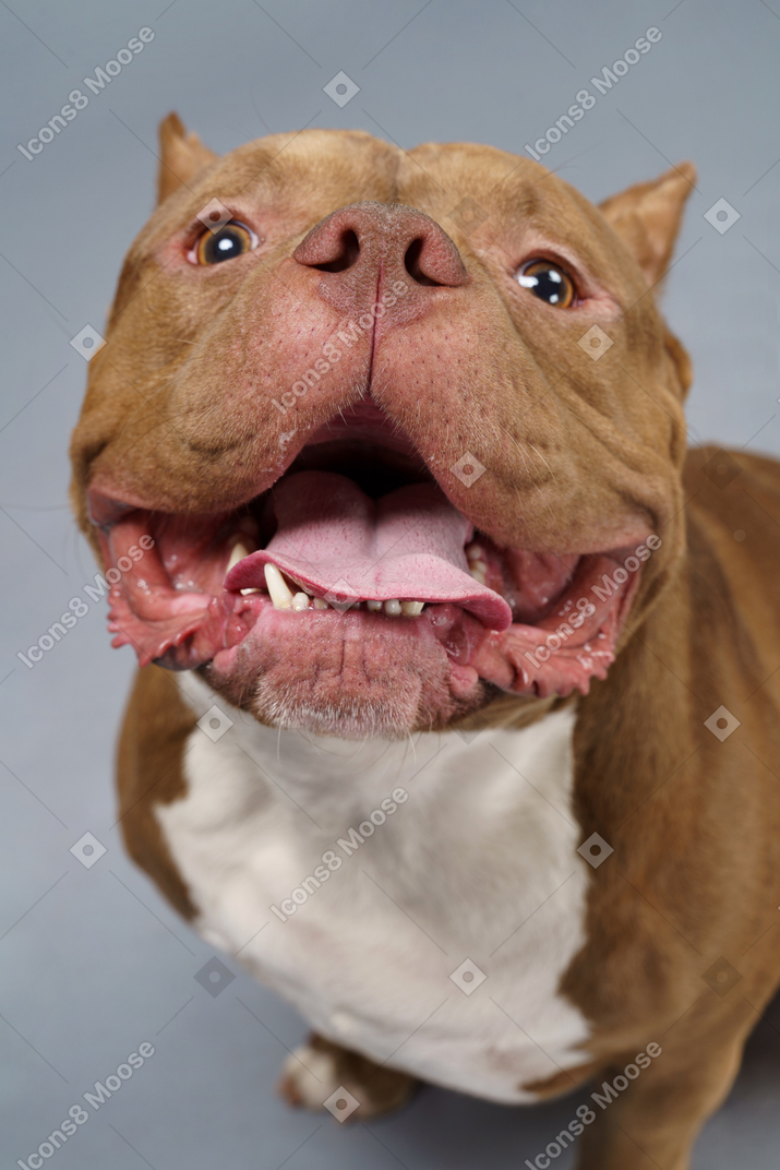 Крупным планом счастливая собака раскрывает челюсти и показывает язык
