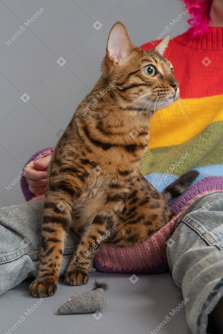 A bengal cat is very interested