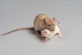 Белые и коричневые мыши на сером фоне
