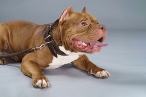 Close-up un bulldog acostado con una correa y un collar de perro