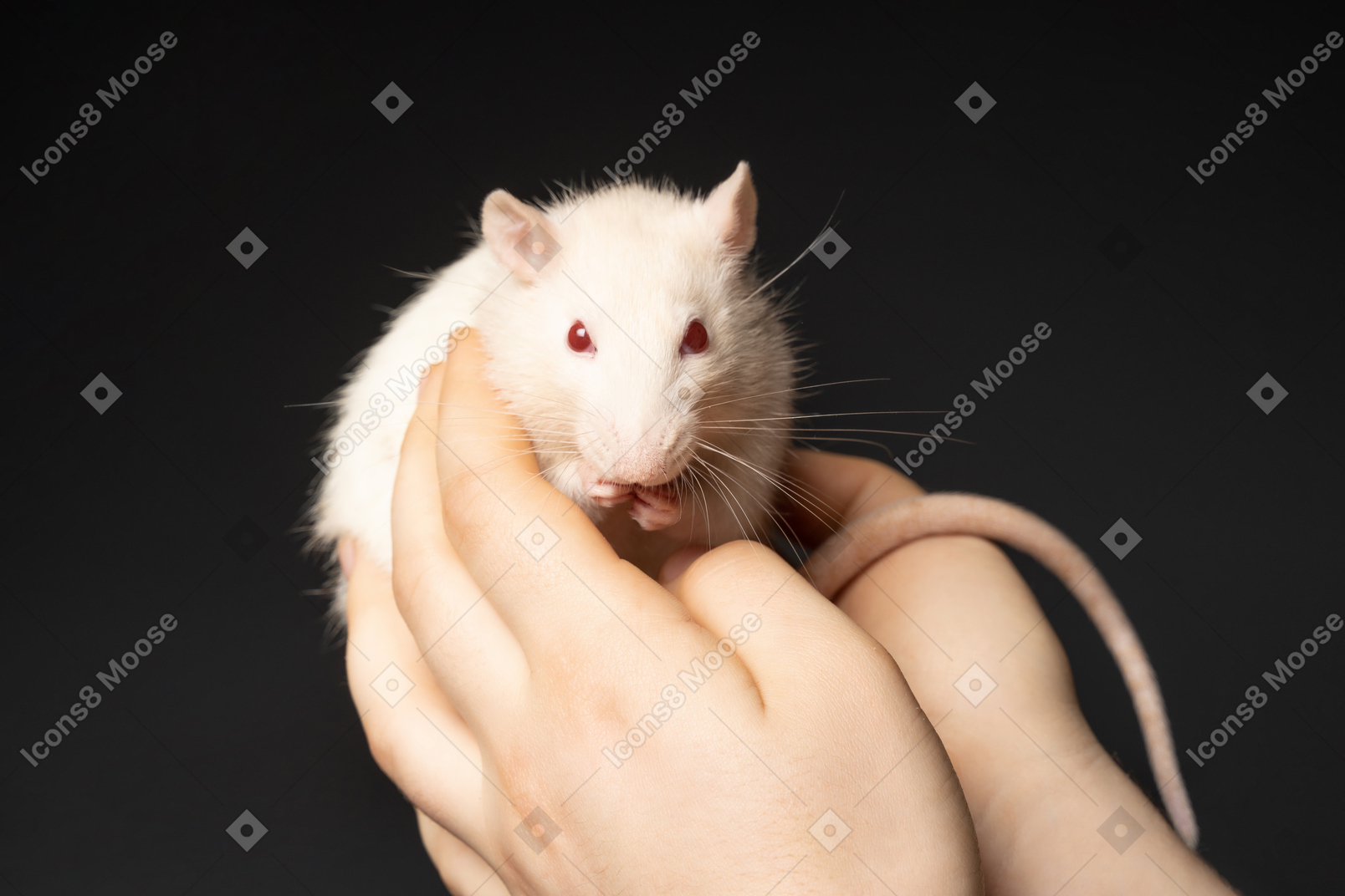 Cute white mouse eating in human hands