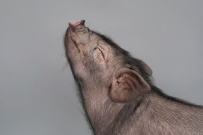 Cute miniature pig looking up